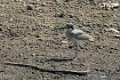 8698 Sassan Gir Grote Griel