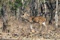 8705 Sassan Gir Chital