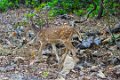 8732 Sassan Gir Chital