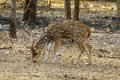 8836 Sassan Gir Chital
