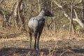 8874 Sassan Gir Nilgai