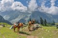 0593 Sonamarg Wandeling naar Thajiwas gletcher