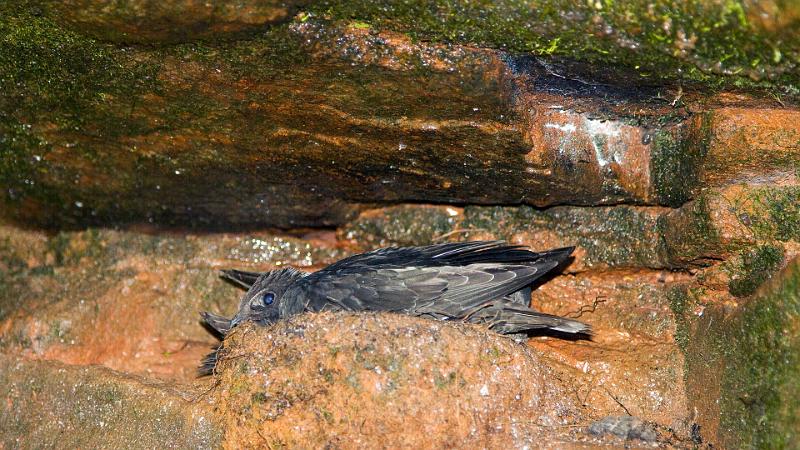 Braz 0418 White-collared Swift.jpg