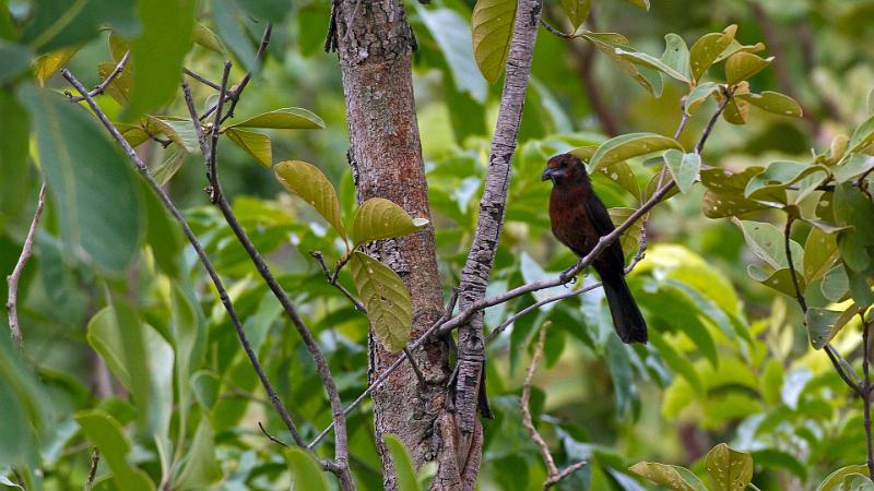 Braz 0458 Silver-Beaked Tananger.jpg