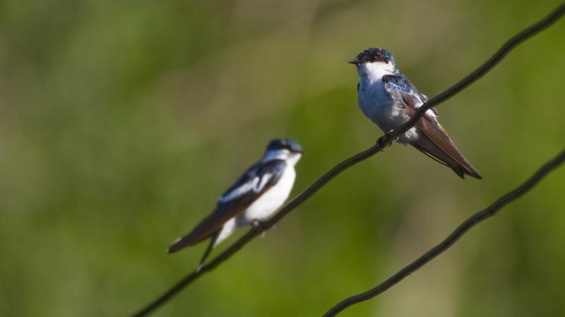 Braz 0787 White-winged Swallow.jpg