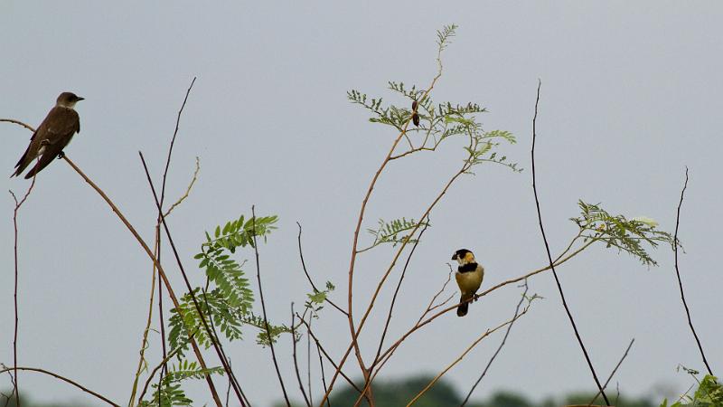 Braz 2328 Rusty Collared Seedeater.jpg