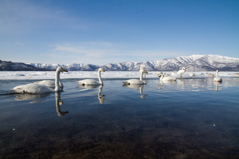 Japan 4629 Lake Kussharo.jpg - Wooper Swans