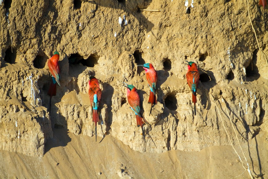 Old Mondoro-Karmijnrode Bijeneter-0121.jpg - Carmine Bee-eater