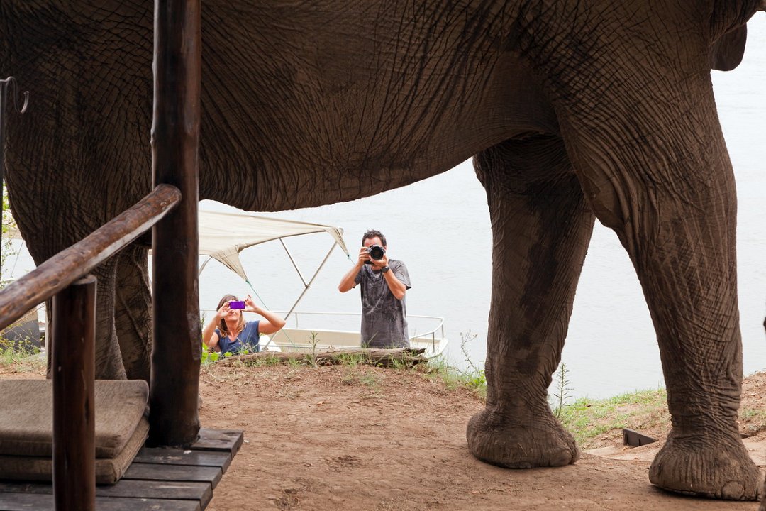 Old Mondoro-Olifant-0874.jpg - Elephant