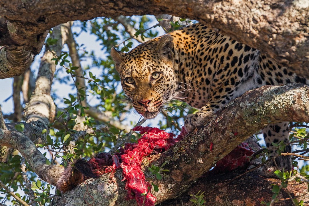 Londolozi_Canon EOS 7D_1601.jpg
