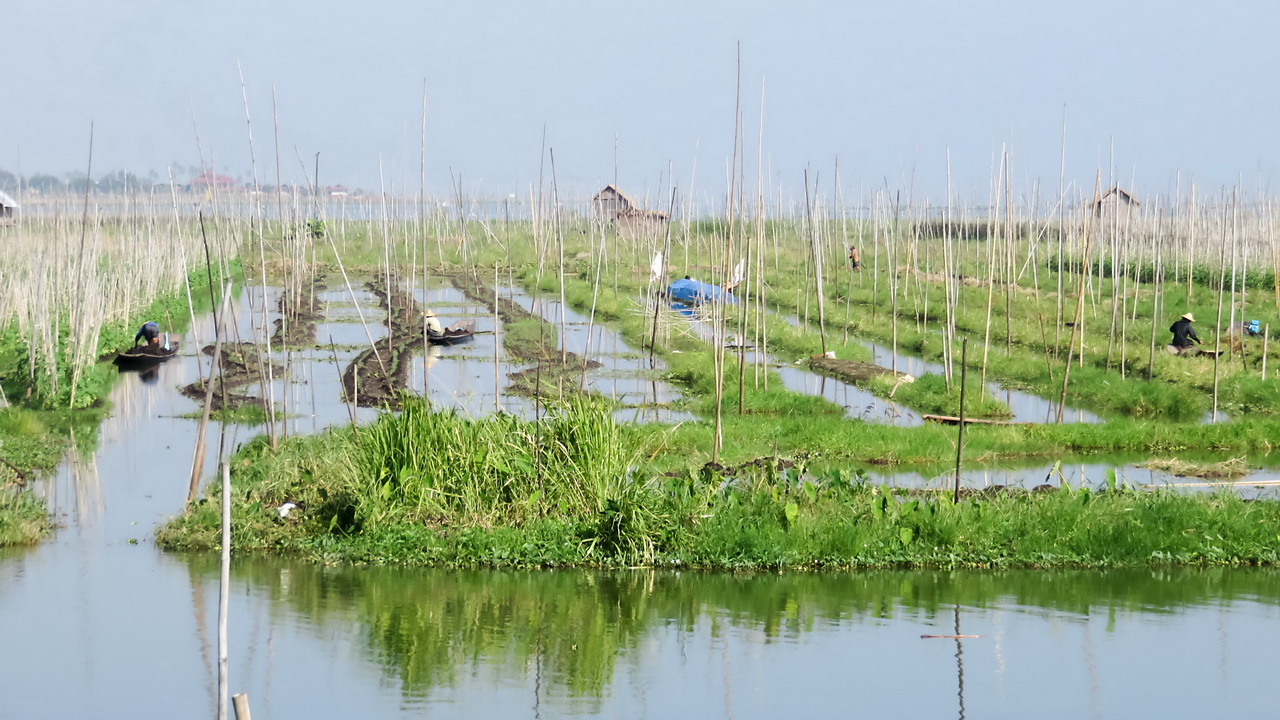 0340_Inle Drijvende tuinen.JPG