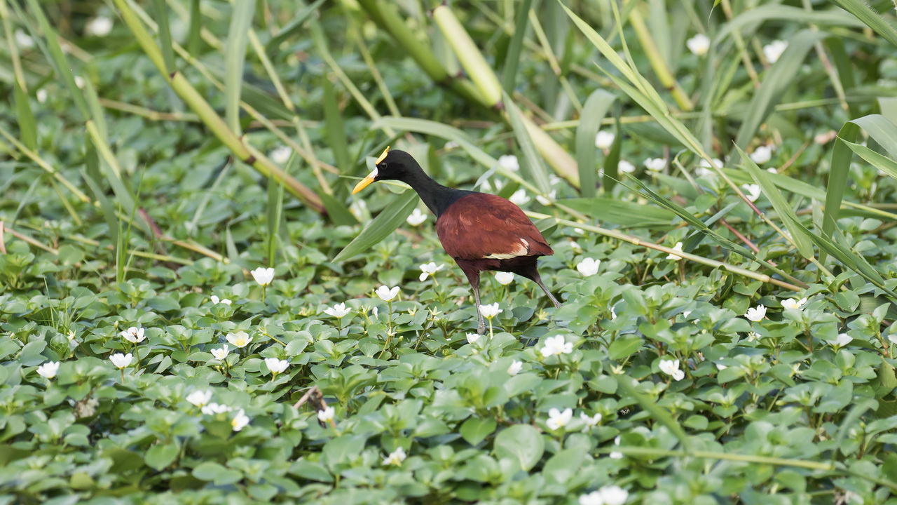 0313_Jacana.jpg