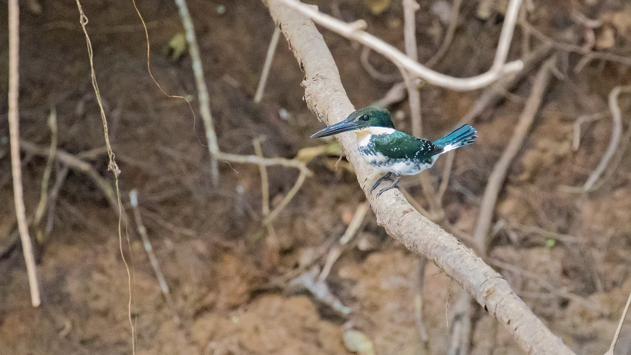 0525_Groene IJsvogel.jpg