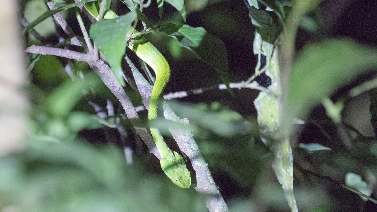 0807_Groene Boomslang.jpg