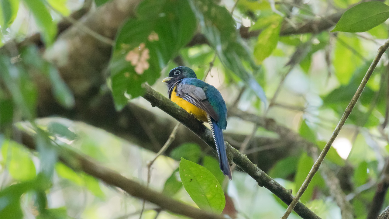 1388_Violette Trogon.jpg