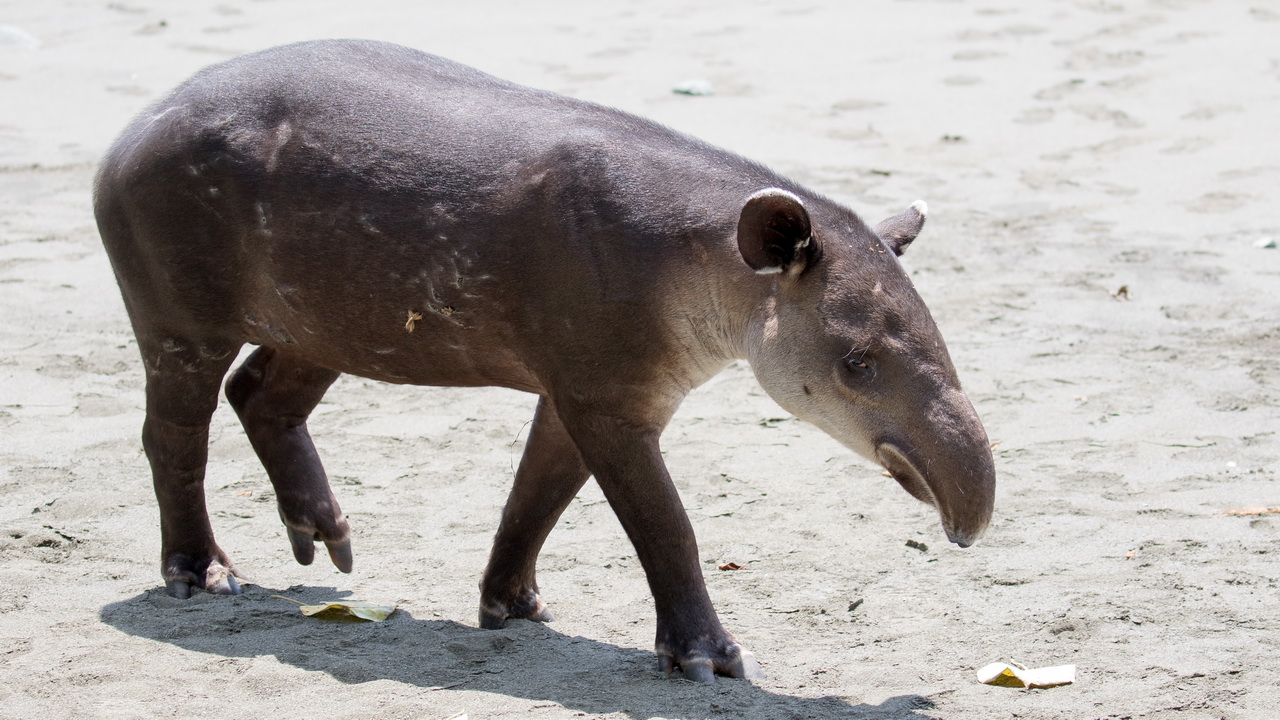 1473_Tapir.jpg