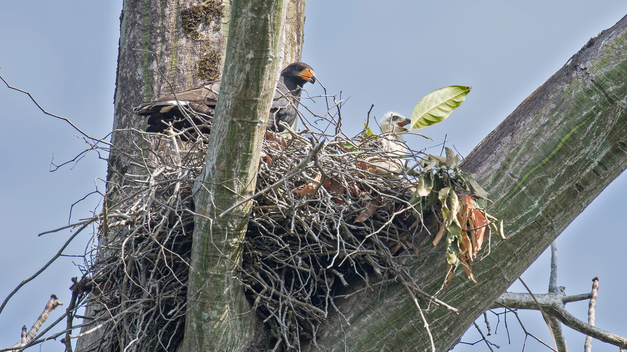 1521_Zwarte Buizerd.jpg