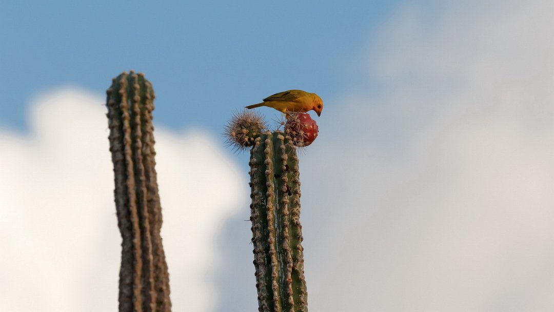 5924 Saffraangors.jpg