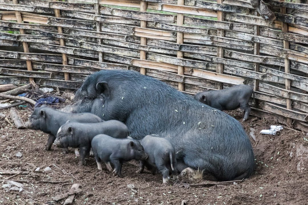 9957  Hmong dorp.jpg