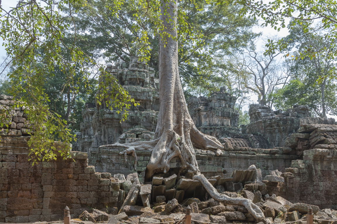 0917 Siem Reap Ta Prohm.jpg