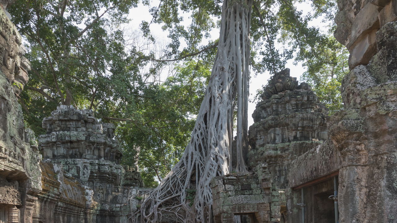 0919 Siem Reap Ta Prohm.jpg