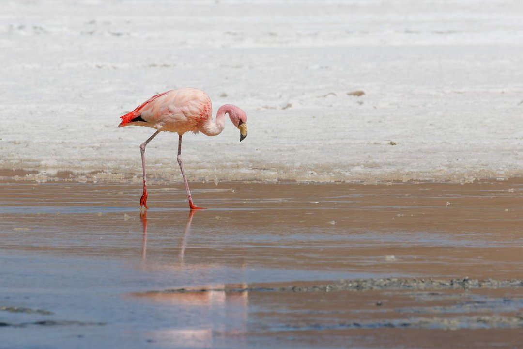 1921 Altiplano Flamingos Laguna Canapa.jpg