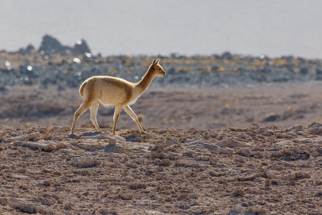 2097 Altiplano Vicunas.jpg