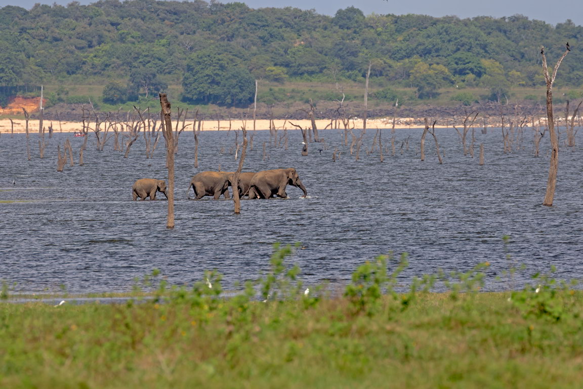 0002 Kaudulla NP Olifant.jpg