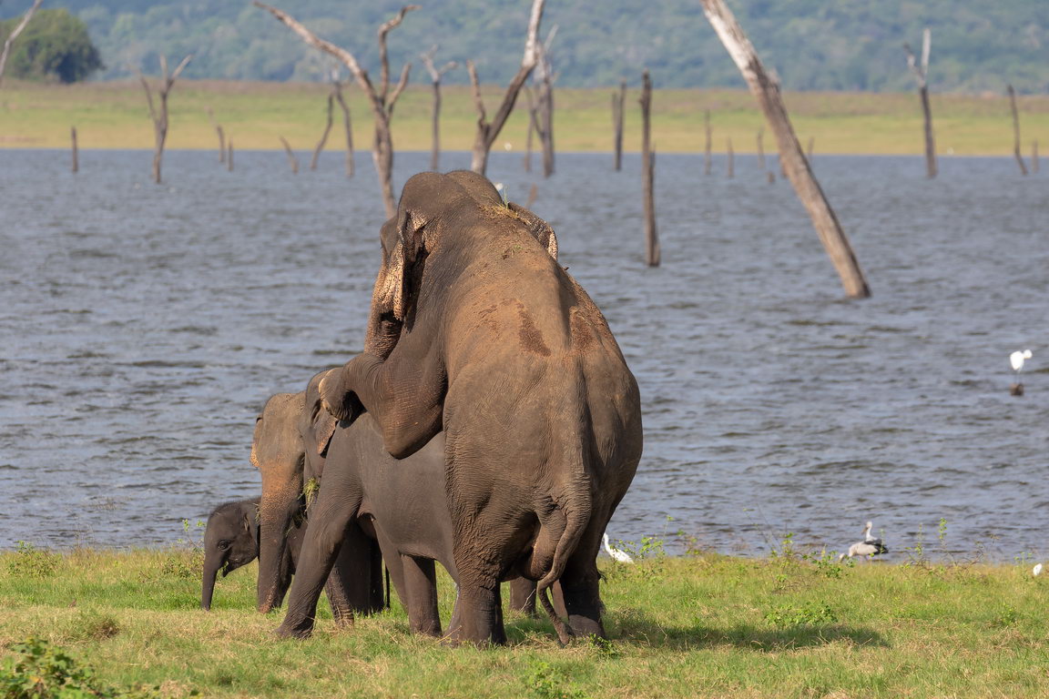 0006 Kaudulla NP Olifant.jpg