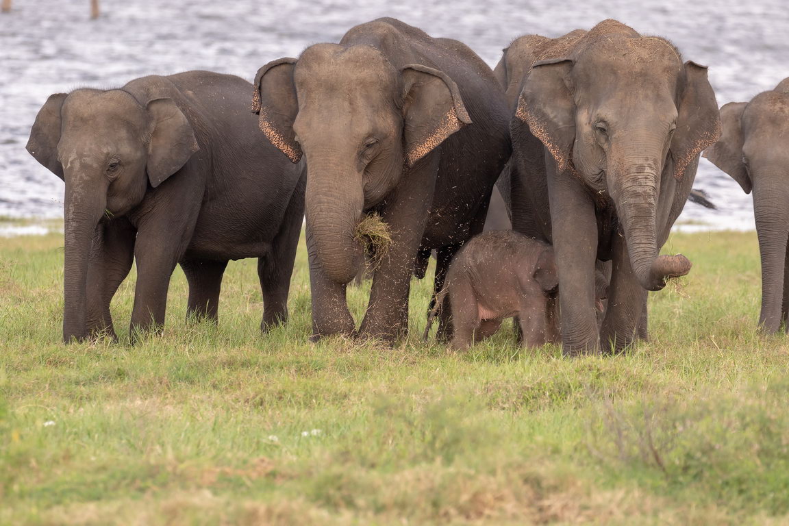 0008 Kaudulla NP Olifant.jpg