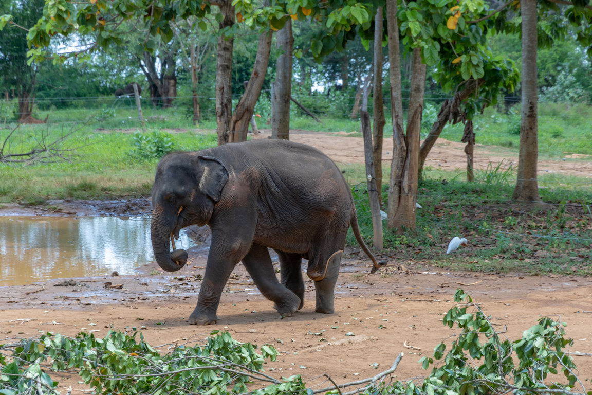 5196 Udawalawe NP Olifanten weeshuis.jpg