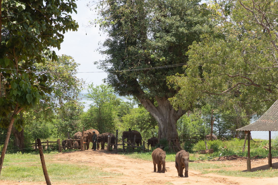 5202 Udawalawe NP Olifanten weeshuis.jpg