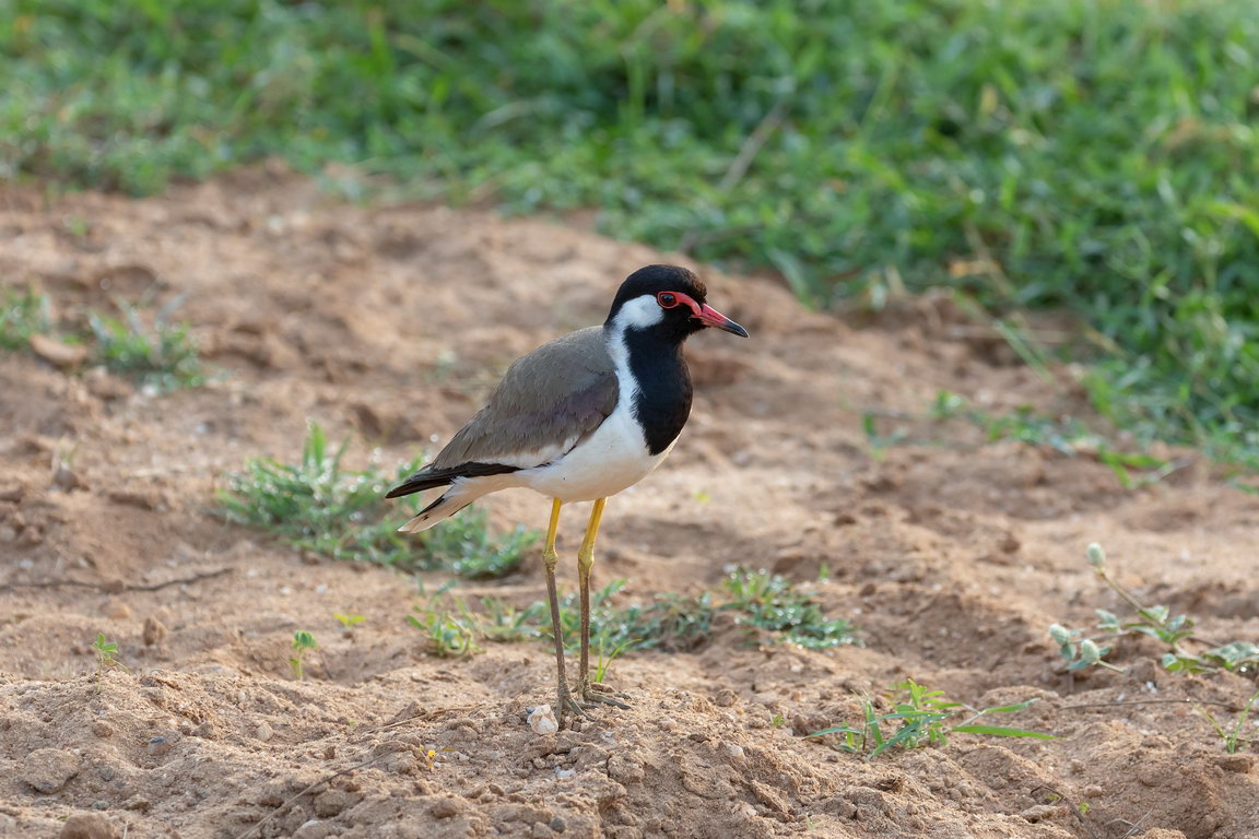 5216 Udawalawe NP Indische Kievit.jpg