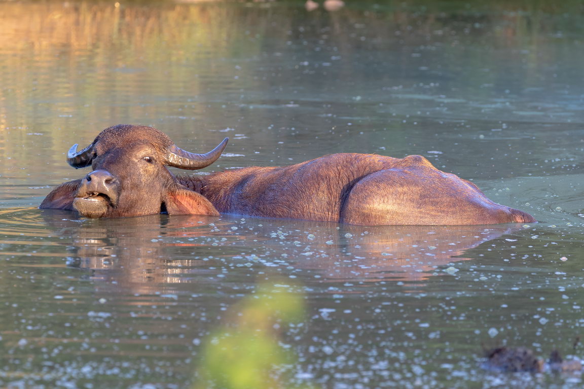 5231 Udawalawe NP Waterbuffel.jpg