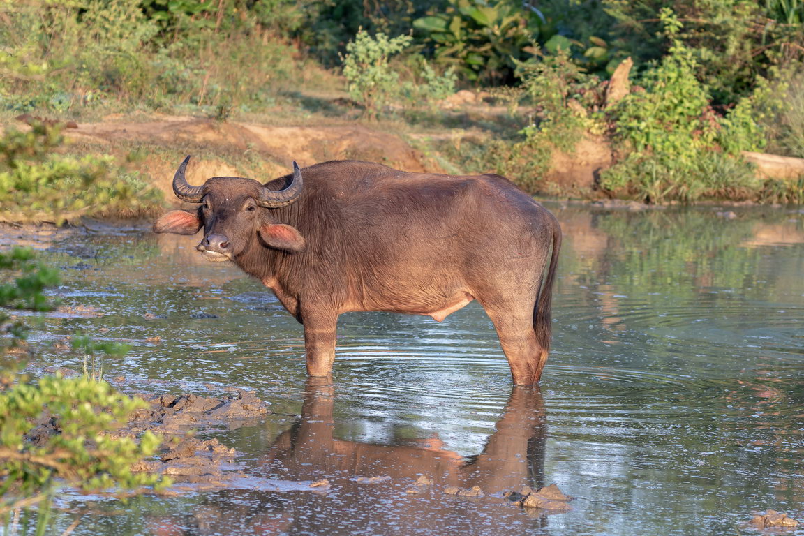 5234 Udawalawe NP Waterbuffel.jpg
