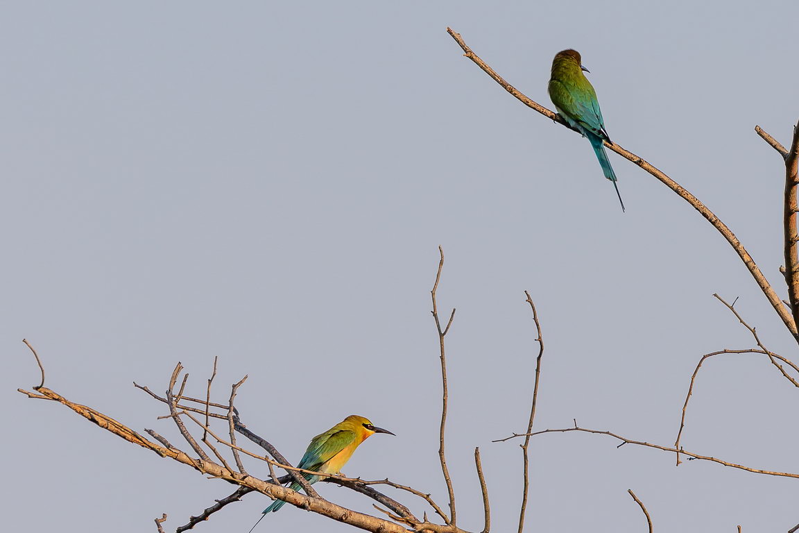 5237 Udawalawe NP Europese bijeneter.jpg