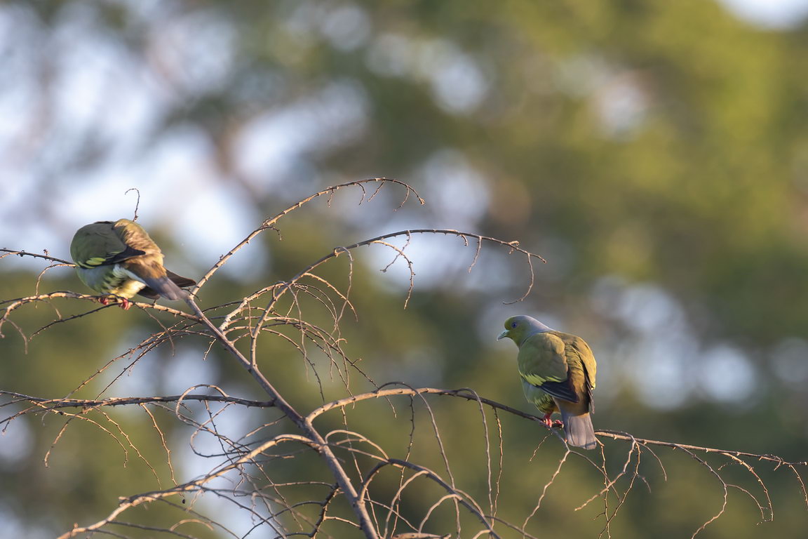 5241 Udawalawe NP Oranjeborstpapegaaiduif.jpg