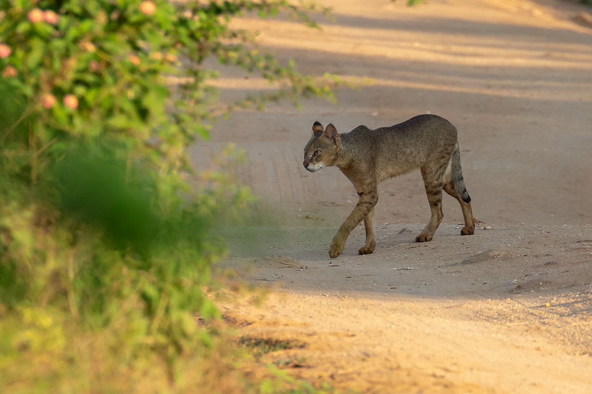 5243 Udawalawe NP Junglekat.jpg