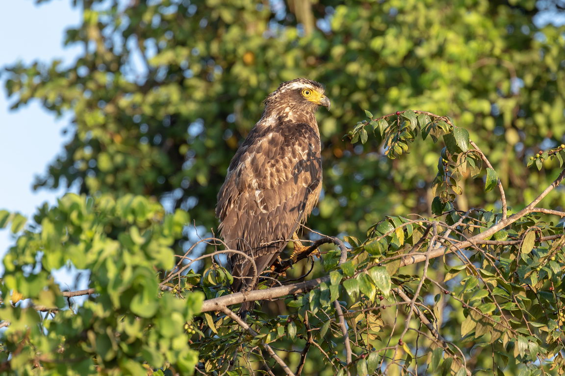 5248 Udawalawe NP Indische Slangenarend.jpg