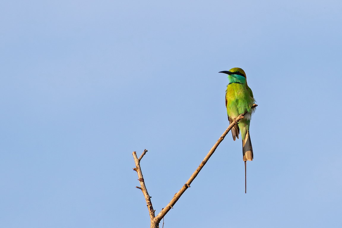 5254 Udawalawe NP Groene Bijeneter.jpg