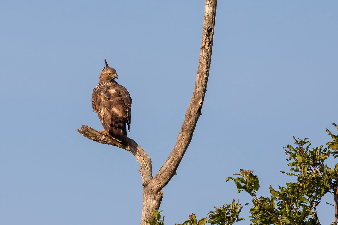 5257 Udawalawe NP Indische Kuifarend.jpg
