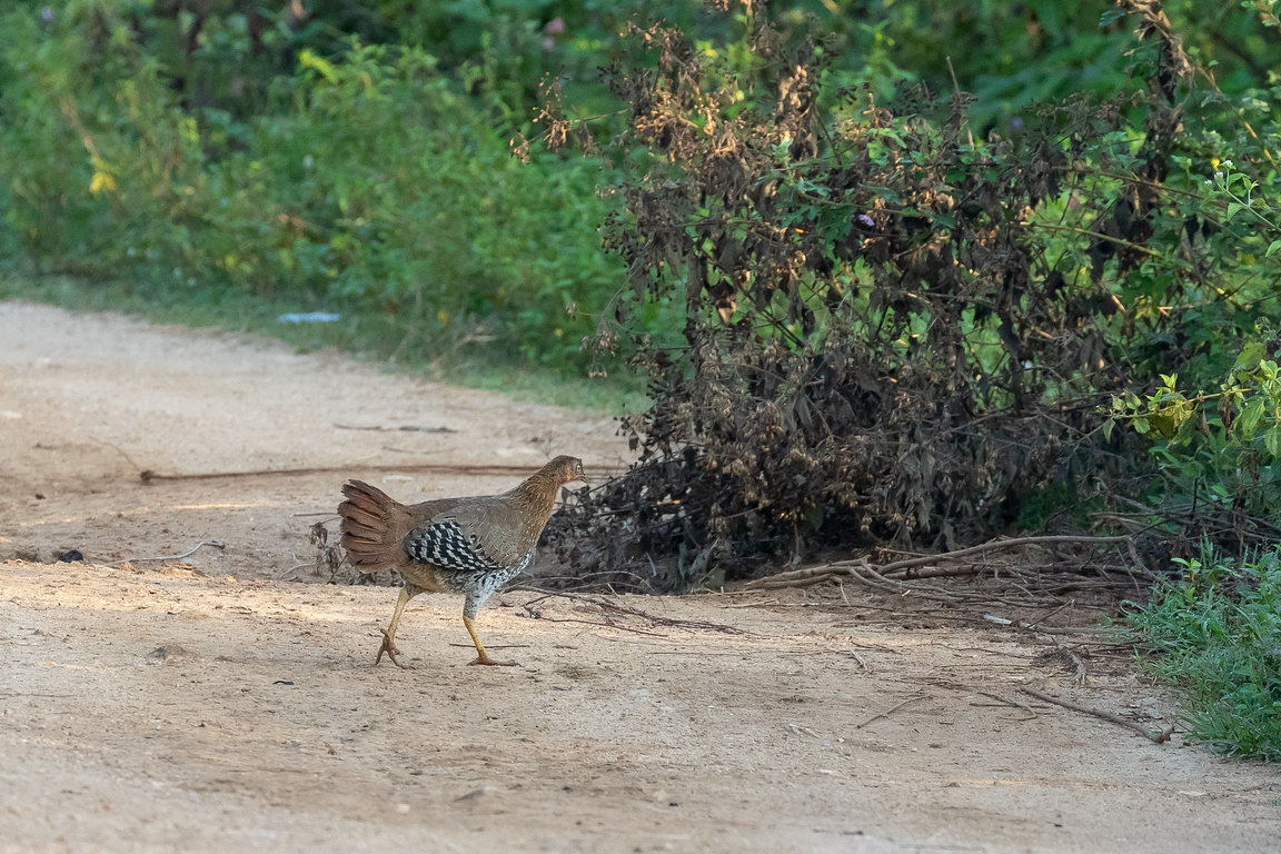 5260 Udawalawe NP Junglehoen.jpg