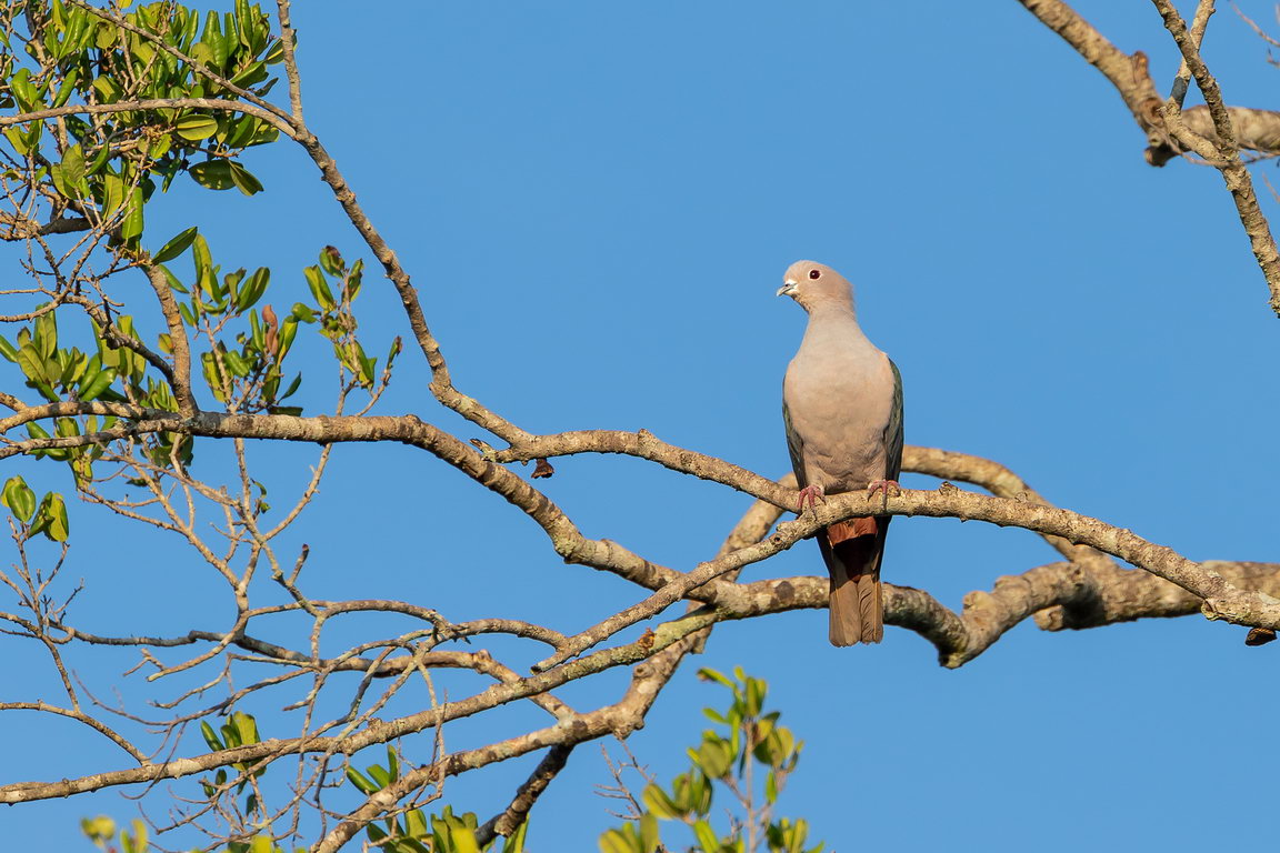 5261 Udawalawe NP Groene Muskaatduif.jpg