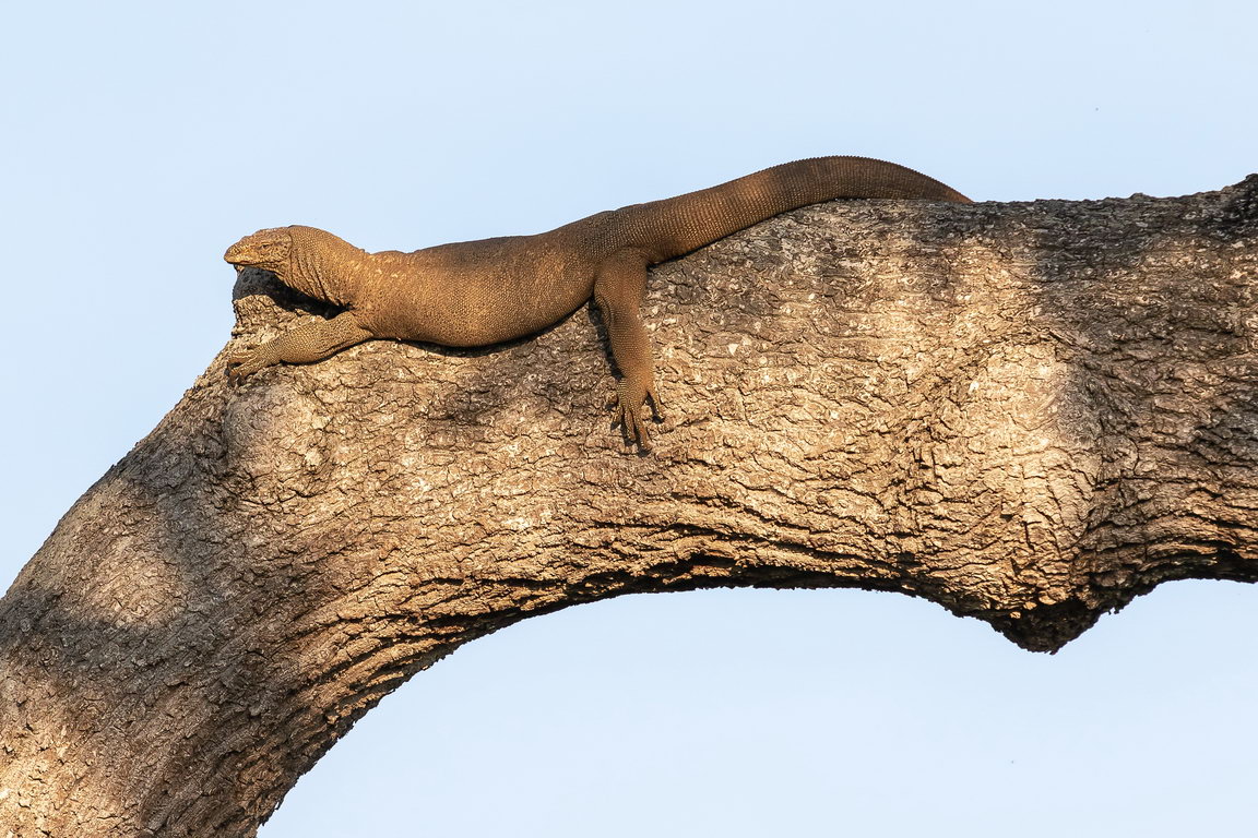 5263 Udawalawe NP Varaan.jpg