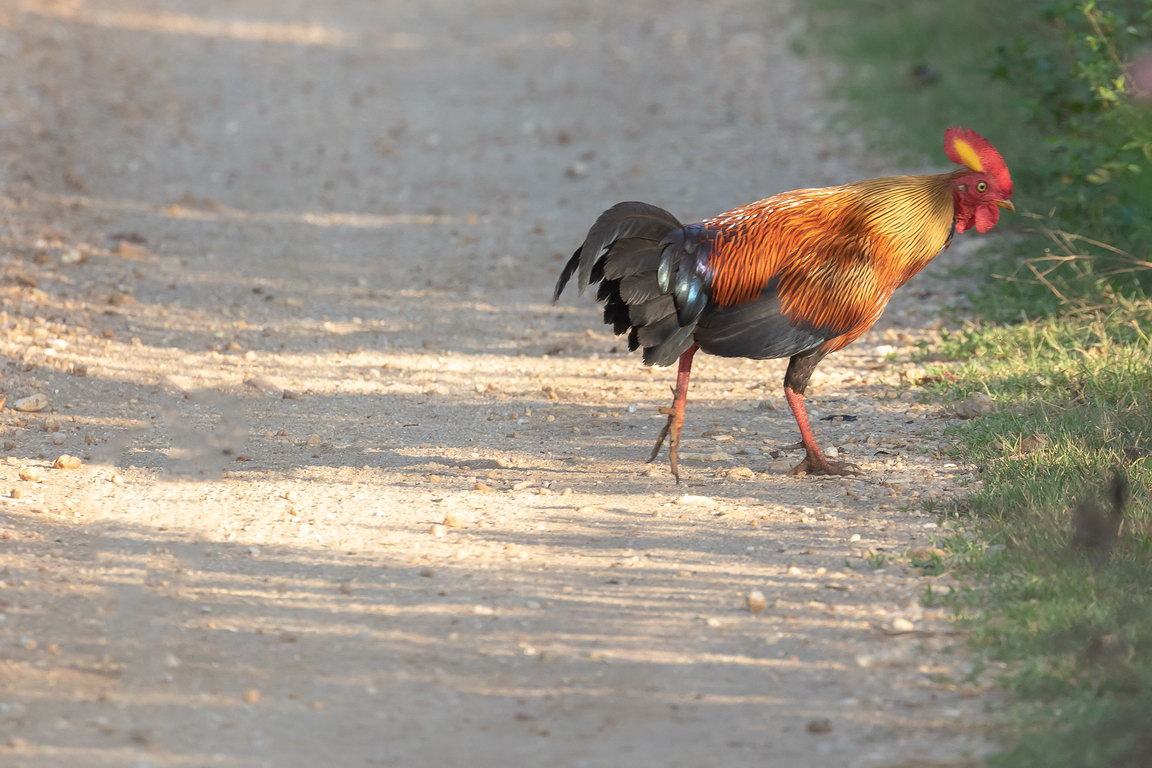 5265 Udawalawe NP Junglehoen.jpg