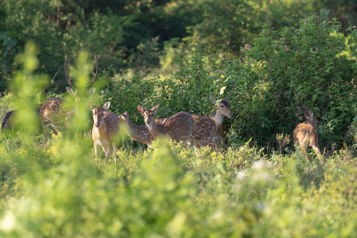 5276 Udawalawe NP Spotted deer.jpg