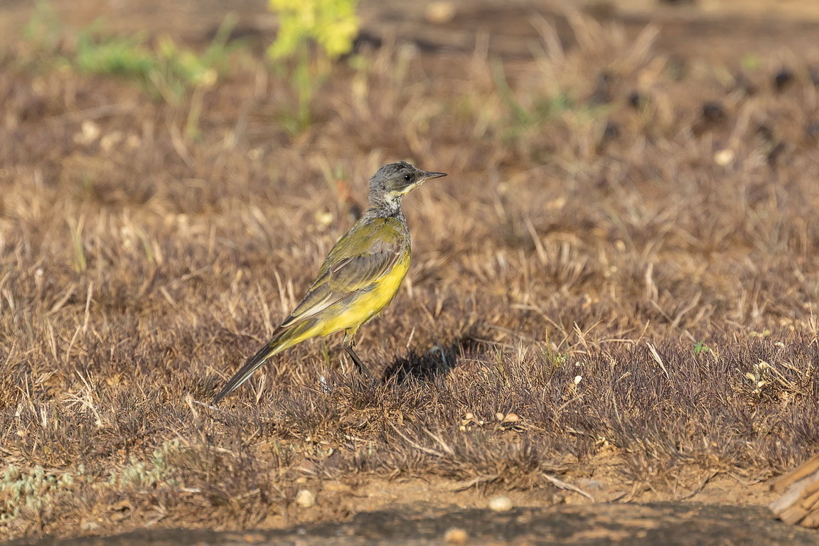 5283 Udawalawe NP Gele Kwikstaart.jpg