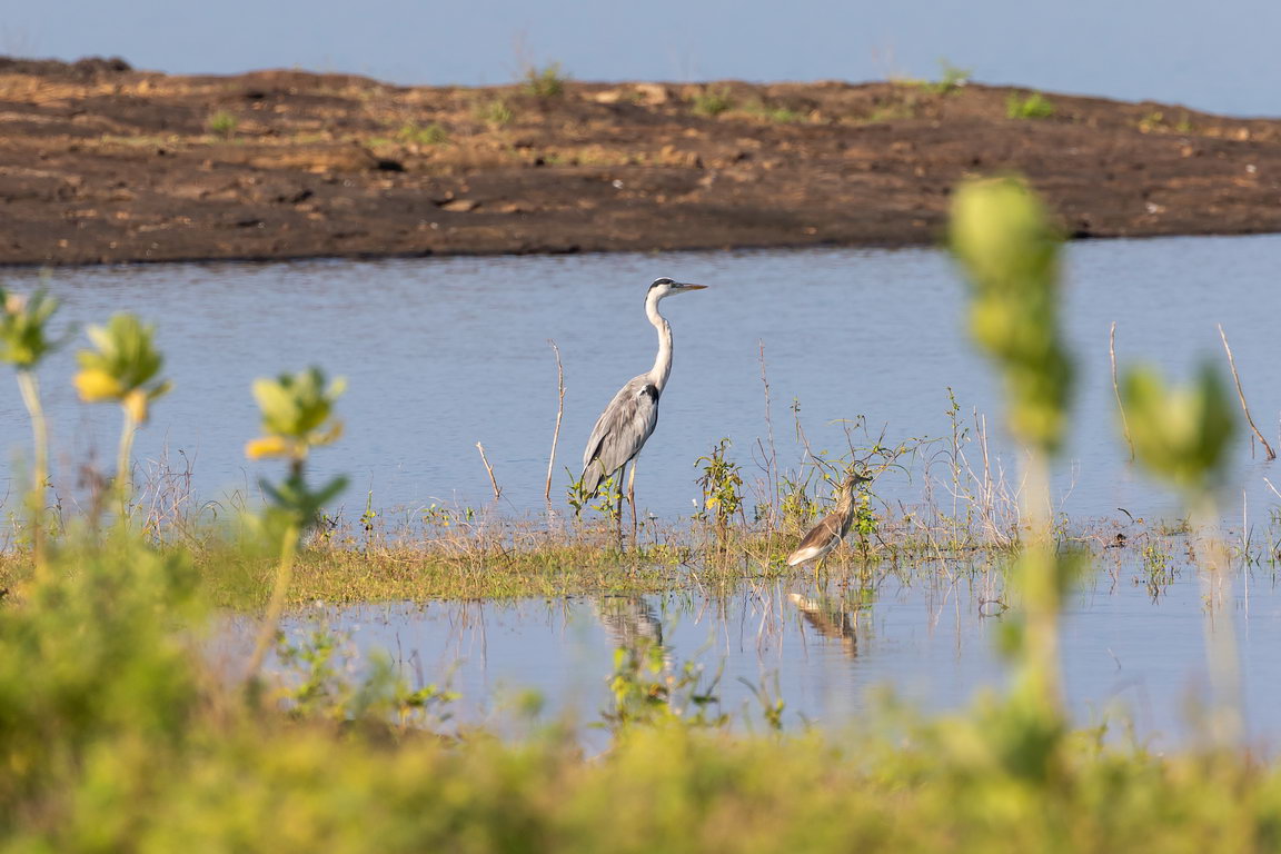 5289 Udawalawe NP Blauwe Reiger.jpg