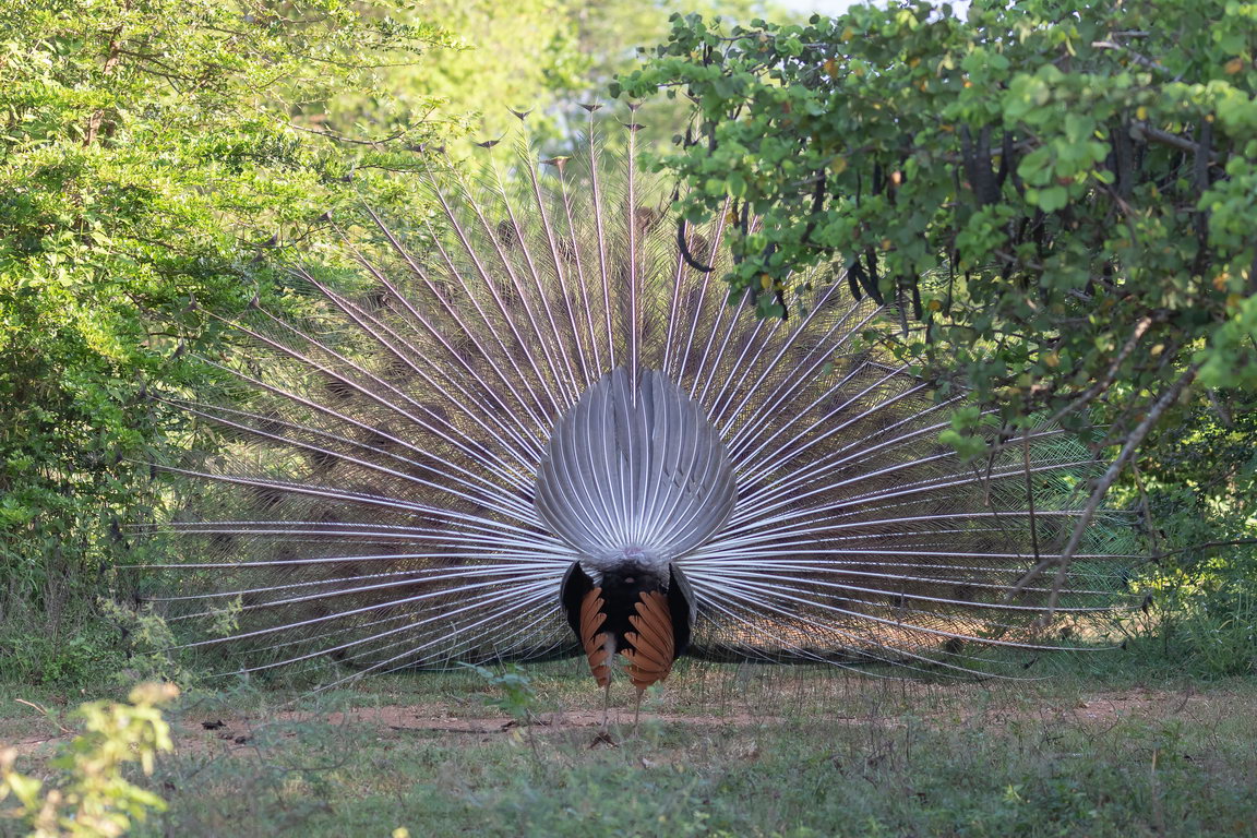 5301 Udawalawe NP Pauw.jpg