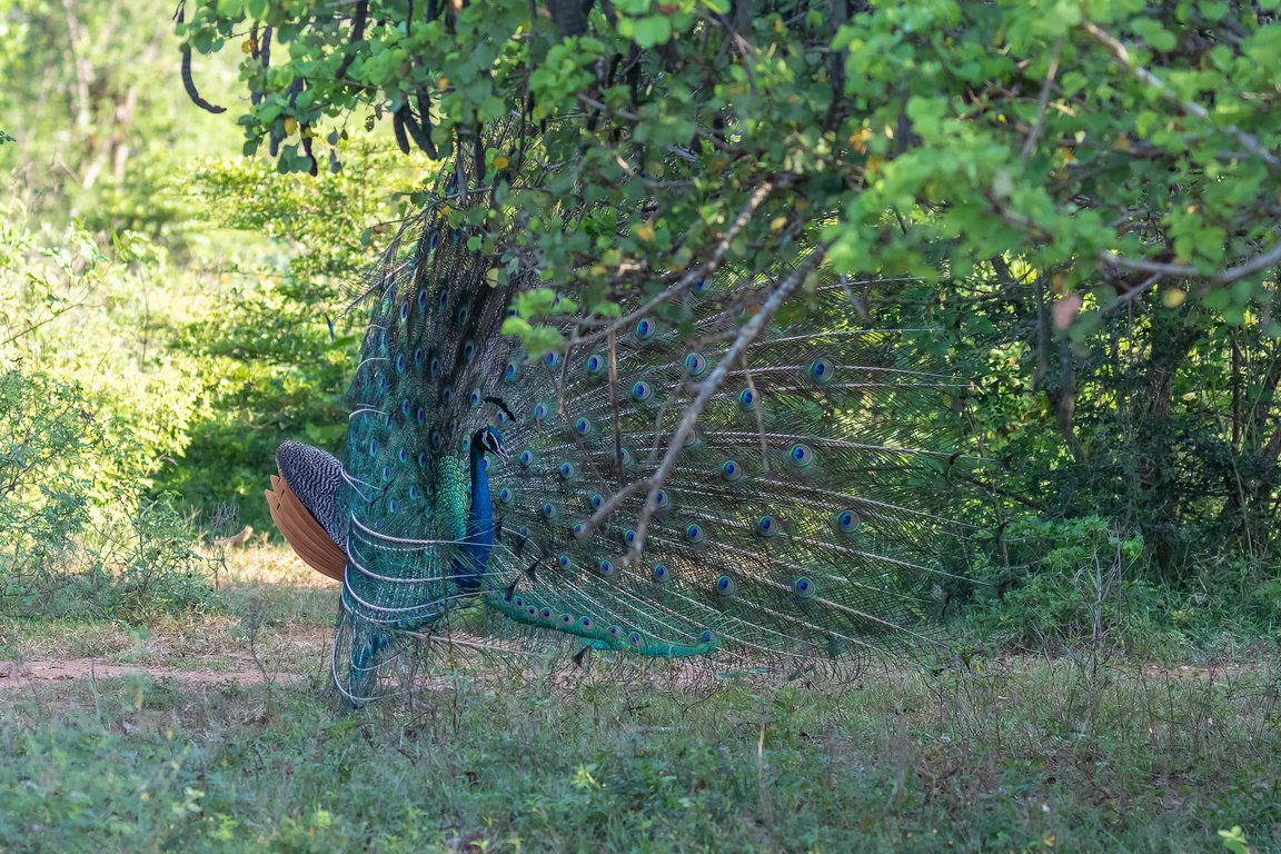 5303 Udawalawe NP Pauw.jpg